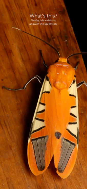 Image 3 for Leps by Fieldguide