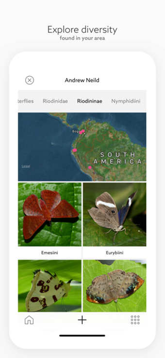 Image 2 for Leps by Fieldguide