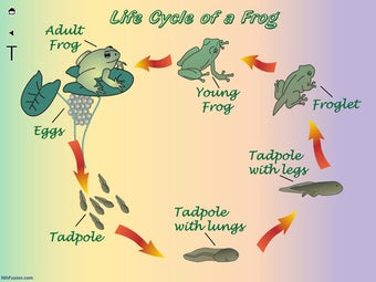 Image 3 for A Life Cycle App