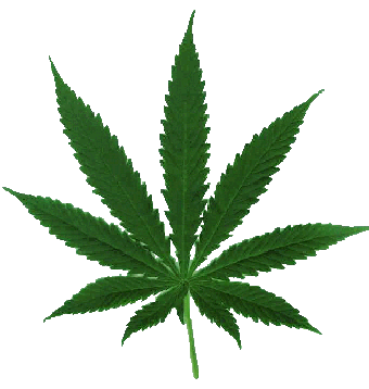 Image 0 for HD MaryJane Journal
