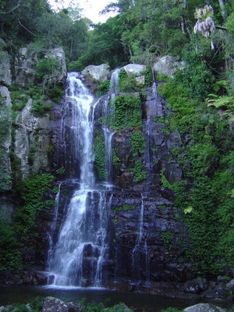 Image 1 for Rainforest Ambience