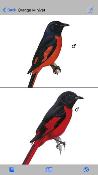 Image 4 for eGuide to Birds of the In…
