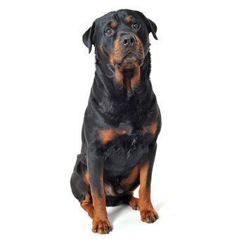 Imagen 1 para Rottweiler Sounds & Dog S…