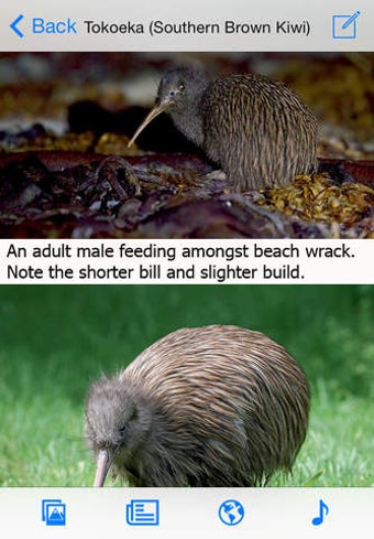 Image 0 for Birds of New Zealand LITE