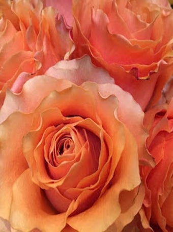Image 3 for Beautiful Roses and Flowe…