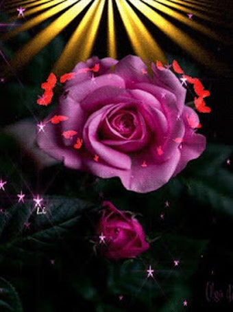 Image 1 for Beautiful Roses and Flowe…
