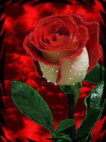 Image 0 for Beautiful Roses and Flowe…