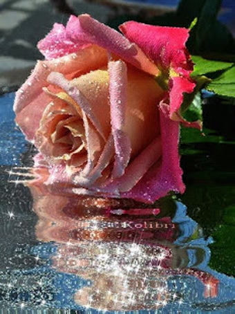 Image 2 for Beautiful Roses and Flowe…