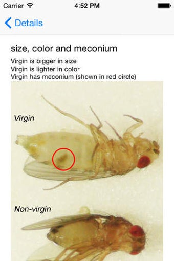 Image 0 for FlyGenetics