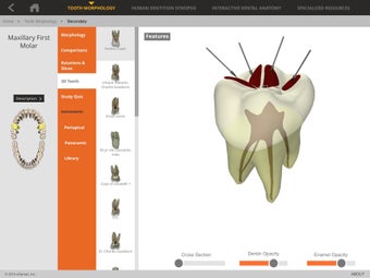 Image 3 for Tooth Atlas 8