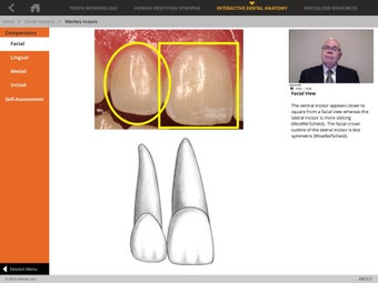 Image 0 for Tooth Atlas 8