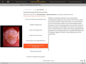 Image 1 for Tooth Atlas 8