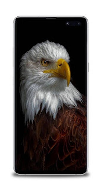 Image 0 for Eagle wallpaper