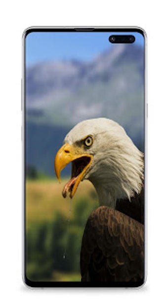 Image 3 for Eagle wallpaper