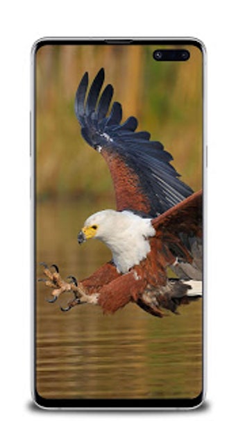 Image 1 for Eagle wallpaper