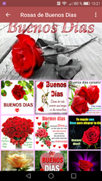 Image 3 for Rosas de Buenos Dias