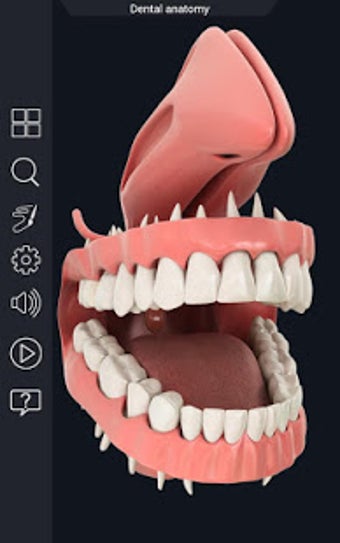 Image 1 for Dental  Anatomy