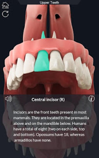 Imagen 1 para Dental  Anatomy