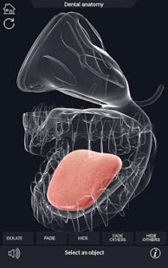 Imagen 0 para Dental  Anatomy