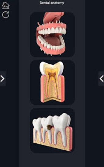 Imagen 3 para Dental  Anatomy