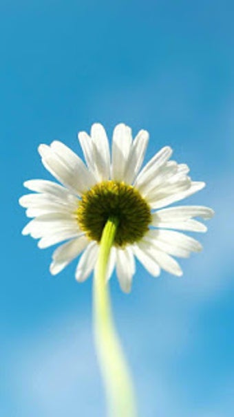 Image 0 for 4K Wallpapers - Ultra HD …