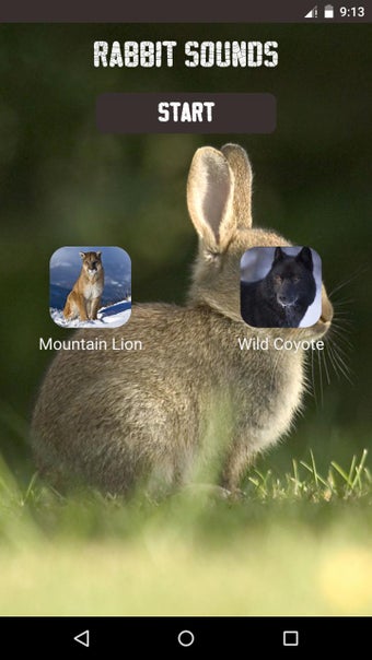 Image 1 for Rabbit and Bunny Sounds