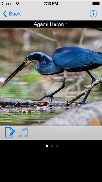 Image 0 for Costa Rica Birds Field Gu…