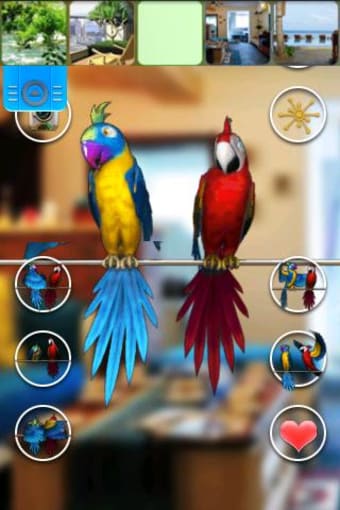 Image 0 for Talking Parrot Couple Fre…