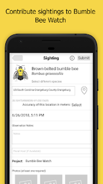 Image 2 for Bumble Bee Watch