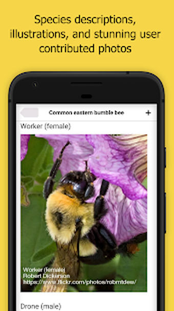 Image 1 for Bumble Bee Watch