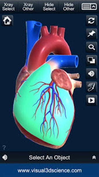 Image 0 for My Heart Anatomy