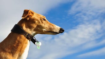 Image 1 for Greyhound Wallpapers