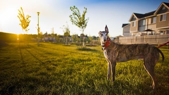 Image 2 for Greyhound Wallpapers