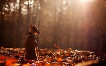 Image 0 for Greyhound Wallpapers
