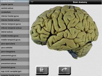 Image 3 for Brain Anatomy