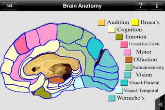 Image 5 for Brain Anatomy