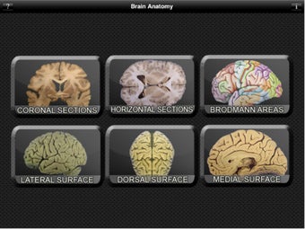 Image 6 for Brain Anatomy