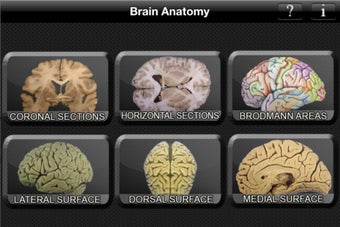 Image 4 for Brain Anatomy