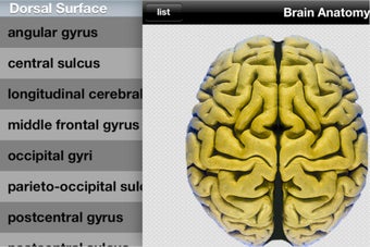 Image 1 for Brain Anatomy