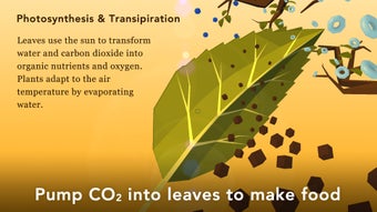 Image 3 for NAMOO - Wonders of Plant …