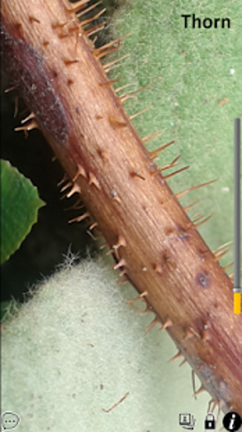 Image 0 for SuperVision+ Magnifier No…