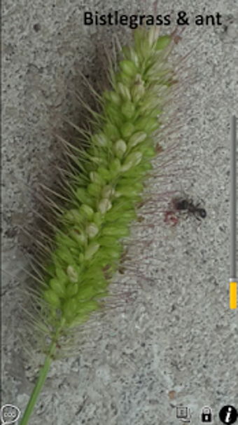 Image 3 for SuperVision+ Magnifier No…