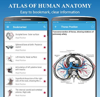 Image 1 for Human Anatomy Atlas - Ana…