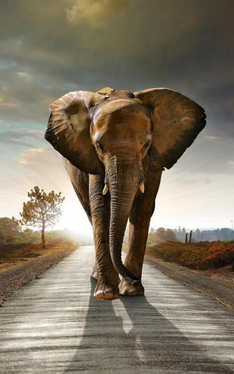 Imagen 2 para Animals HD Live Wallpaper