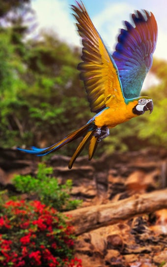Imagen 3 para Animals HD Live Wallpaper