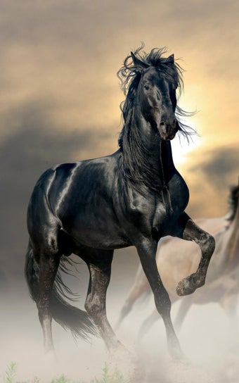 Imagen 0 para Animals HD Live Wallpaper