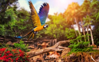 Imagen 1 para Animals HD Live Wallpaper
