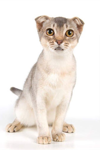 Image 0 for Talking Cat 2