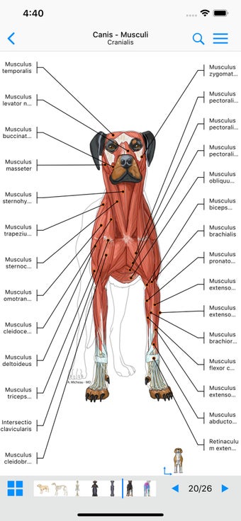 Image 2 for vet-Anatomy