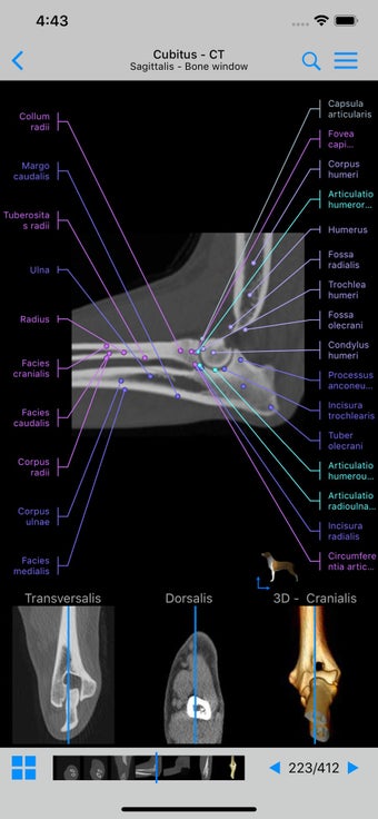 Image 1 for vet-Anatomy